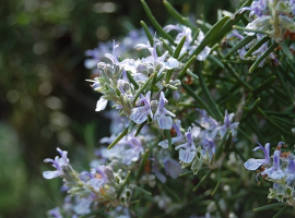 Grow your own bouquet garni