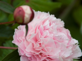 Flowers to pay tribute