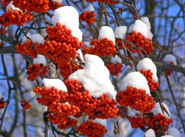 Best winter shrubs