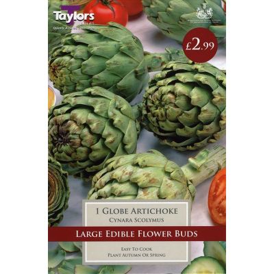 1 GLOBE ARTICHOKE