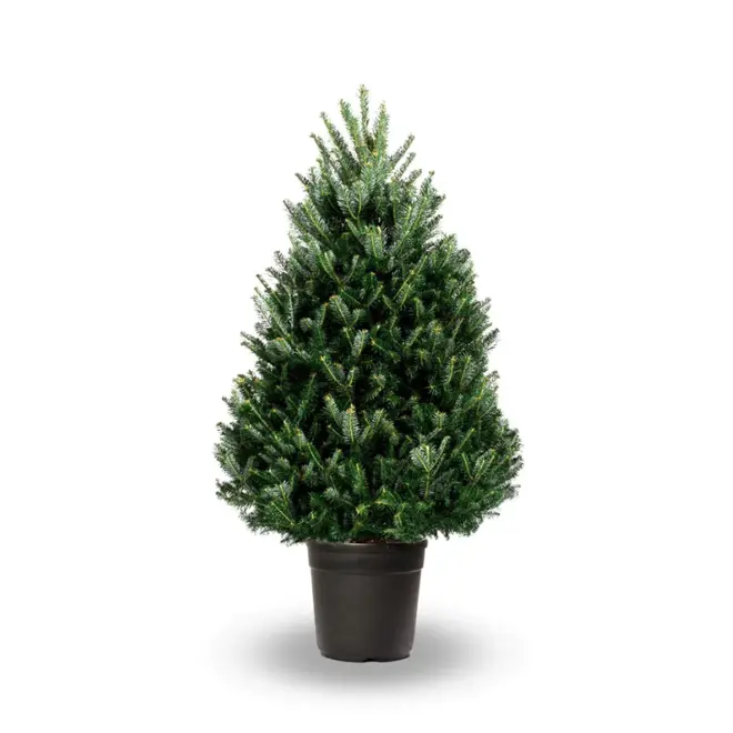 125-150cm Potted Fraser Fir