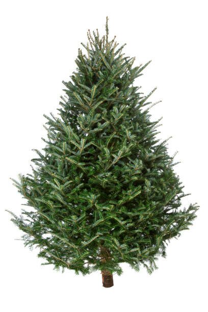 5-6ft Fraser Fir