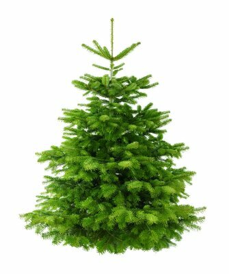 5-6ft Nordmann Fir