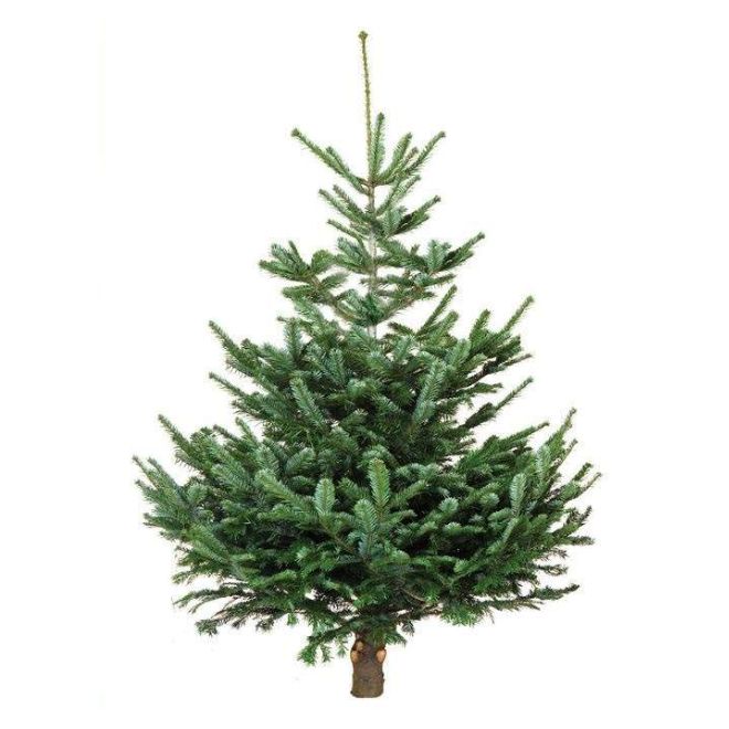 5-6ft Root-Balled Nordmann fir