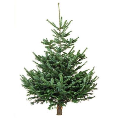 5-6ft Root-Balled Nordmann fir