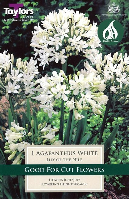 AGAPANTHUS WHITE
