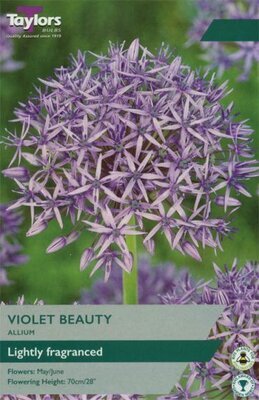 ALLIUM VIOLET BEAUTY 10up P/P