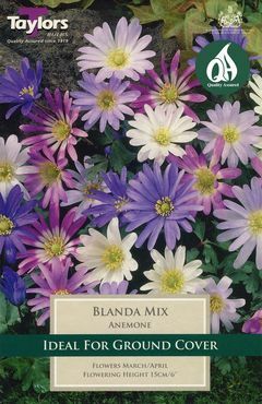 ANEMONE BLANDA MIXED 4-5 P/P