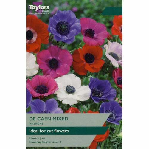 ANEMONE DE CAEN MIXED