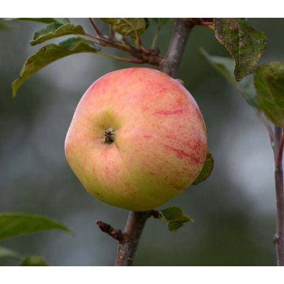 Apple (Malus) Bardsey
