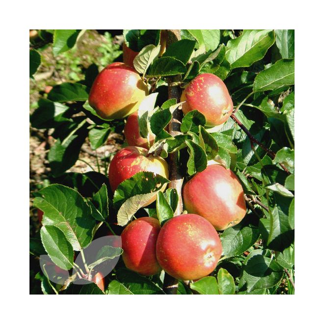 Apple (Malus) Braeburn