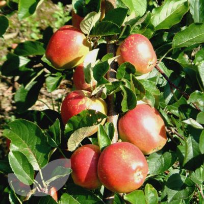 Apple (Malus) Braeburn