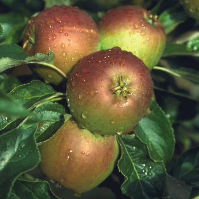 Apple (Malus) Cox Self Fertile