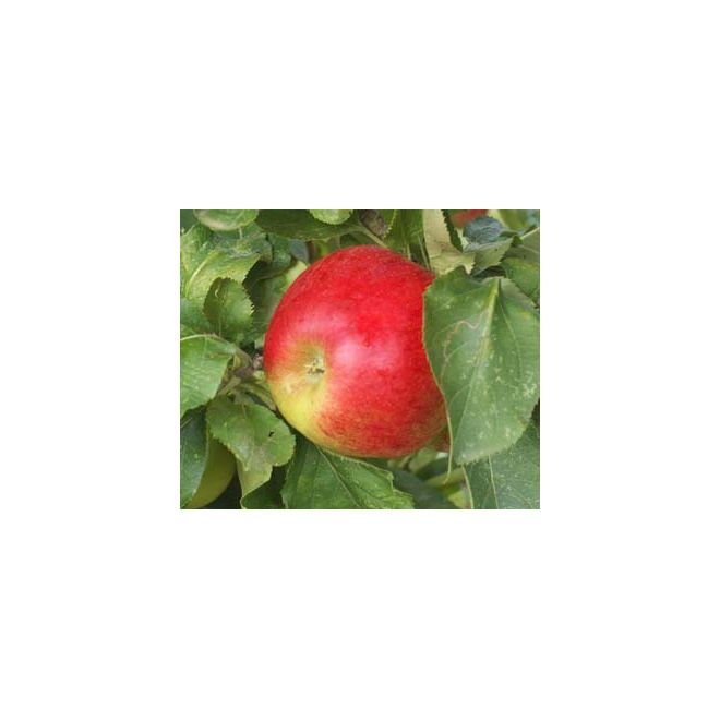 Apple (Malus) Jumbo