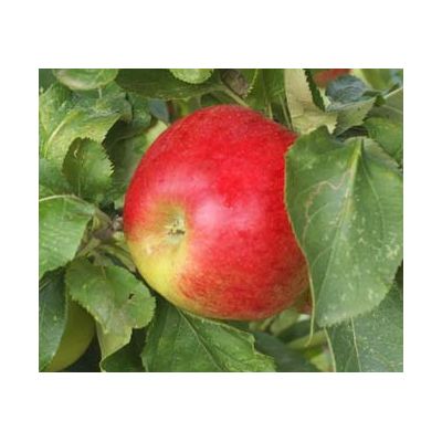 Apple (Malus) Jumbo