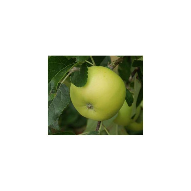 Apple (Malus) Limelight