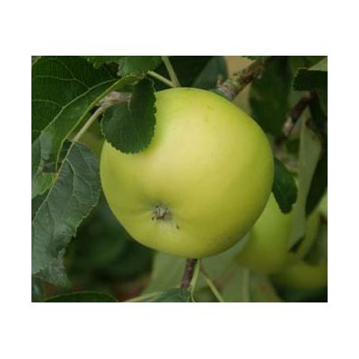 Apple (Malus) Limelight
