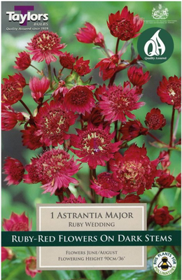 ASTRANTIA MAJOR RUBY WEDDING