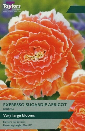 BEGONIA EXPRESSO SUGARDIP APRICOT