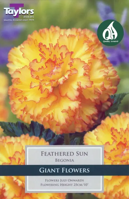BEGONIA FEATHERED SUN