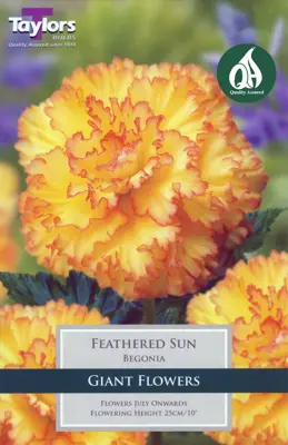 BEGONIA FEATHERED SUN