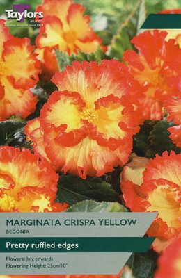 BEGONIA MARGINATA CRISPA YELLOW