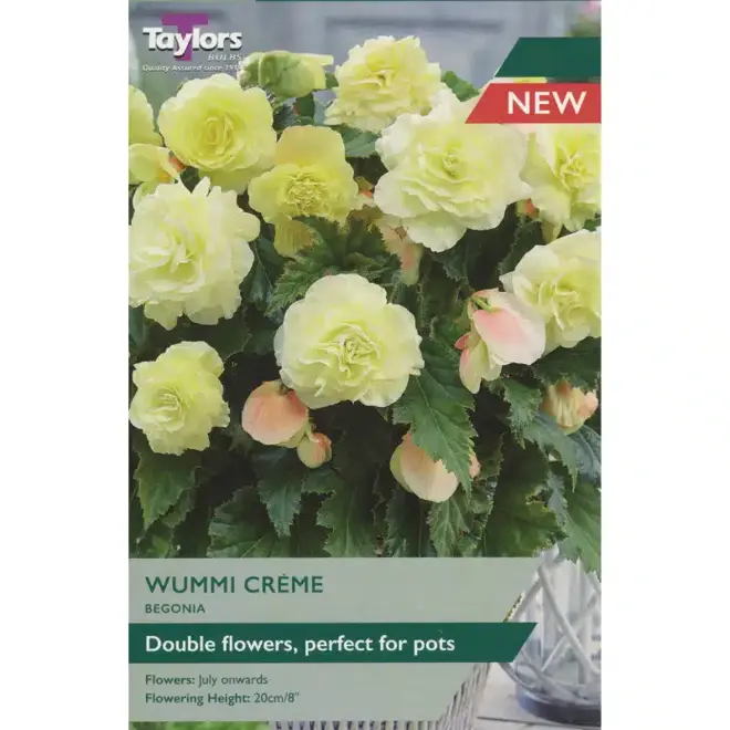 BEGONIA WUMMI CREME