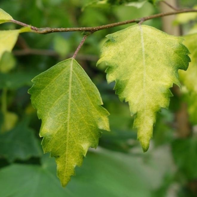 Betula Pendula - Golden Beauty