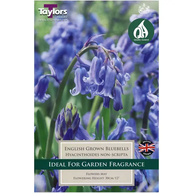BLUEBELLS (HYAC. NON-SCRIPTA) 6UP BOB