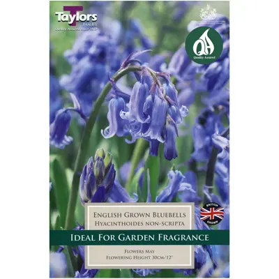 BLUEBELLS (HYAC. NON-SCRIPTA) 6UP BOB