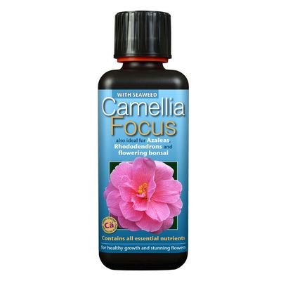Camellia Focus 300ml