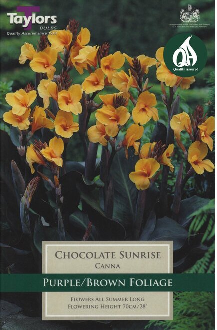 CANNA CHOCOLATE SUNRISE