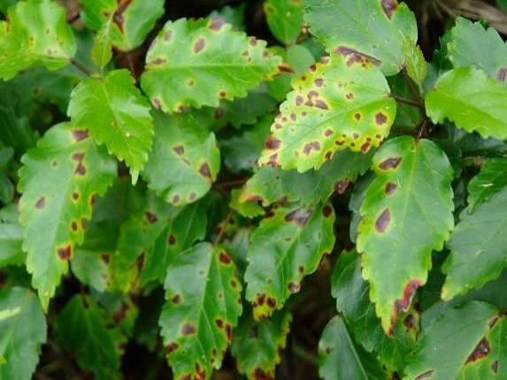 Controlling pests & diseases in the garden