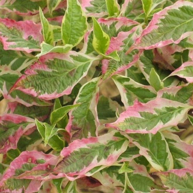 Cornus Florida 'Daybreak' Cherokee Daybreak