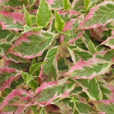 Cornus Florida 'Daybreak' Cherokee Daybreak