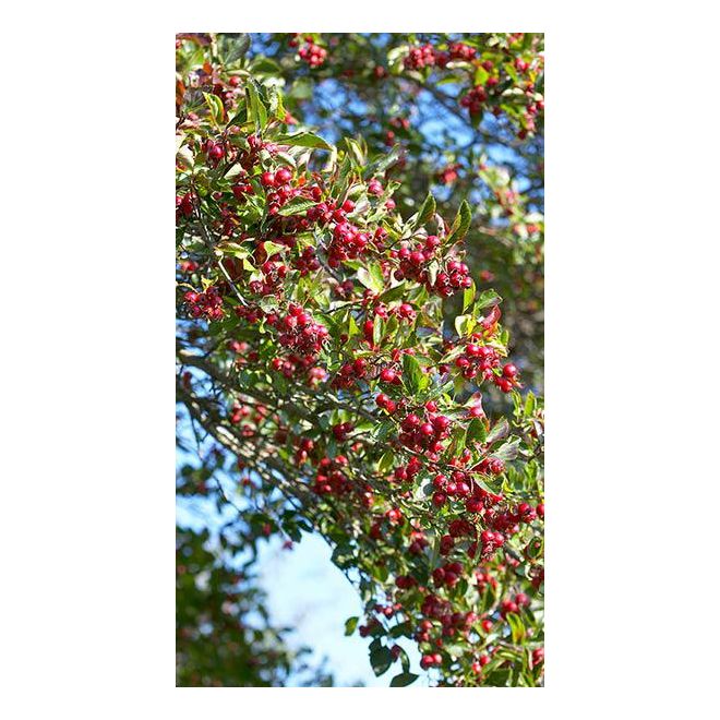 Crataegus Persimilis 'Prunifolia Splendens'