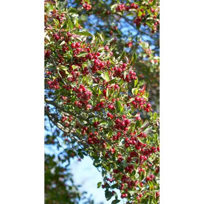 Crataegus Persimilis 'Prunifolia Splendens'