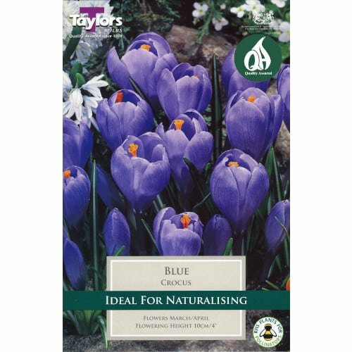 CROCUS BLUE 7-8 P/P