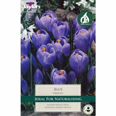 CROCUS BLUE 7-8 P/P