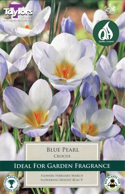 CROCUS BLUE PEARL 5-7 P/P