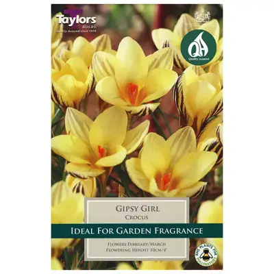 CROCUS GIPSY GIRL 5-7 P/P