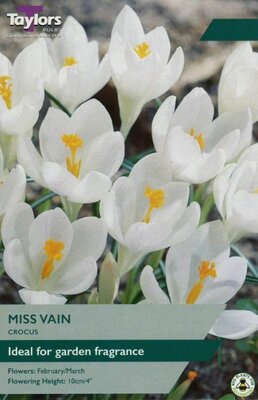CROCUS MISS VAIN 5/7 P/P