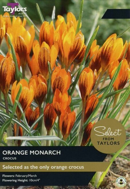 CROCUS ORANGE MONARCH 5+ SEL