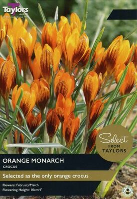 CROCUS ORANGE MONARCH 5+ SEL
