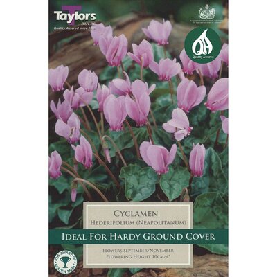 CYCLAMEN HEDERIFOLIUM (NEAPOLITANUM)