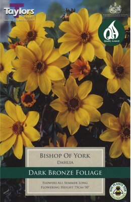 DAHLIA BISHOP OF YORK
