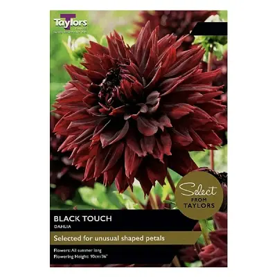 DAHLIA BLACK TOUCH