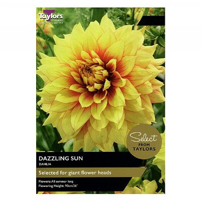 DAHLIA DAZZLING SUN