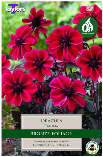 DAHLIA DRACULA
