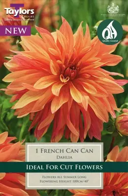 DAHLIA FRENCH CAN CAN